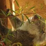 Newcastle - Blackbutt Reserve 